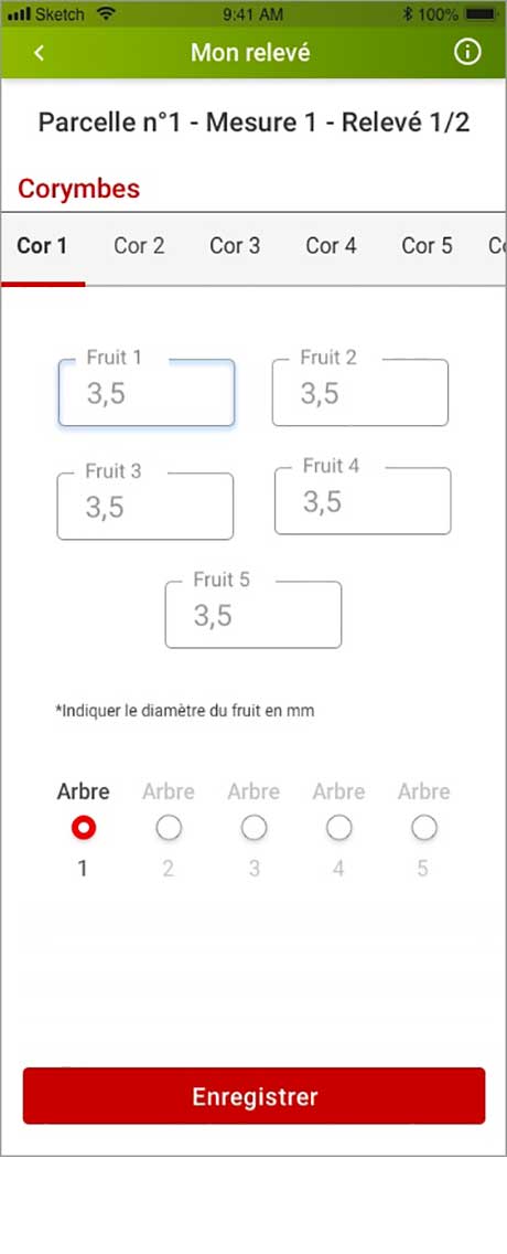 releve-mesure-corymbes