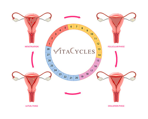 vitacycles